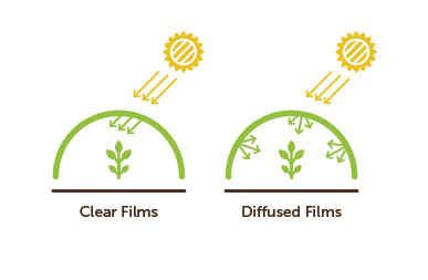 Agriplast Polyhouse light diffusion