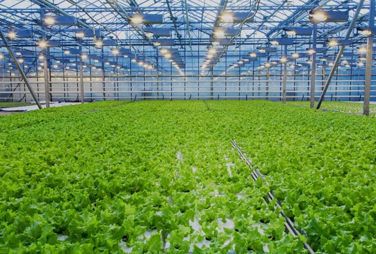 Agriplast Ginegar Drip Lock cool