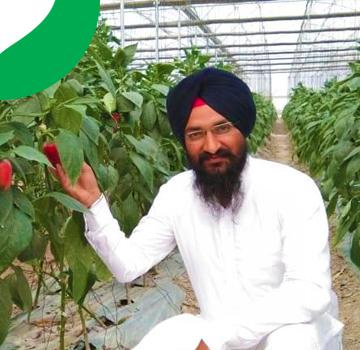 Agriplast Polyhouse farmer with cucumber
