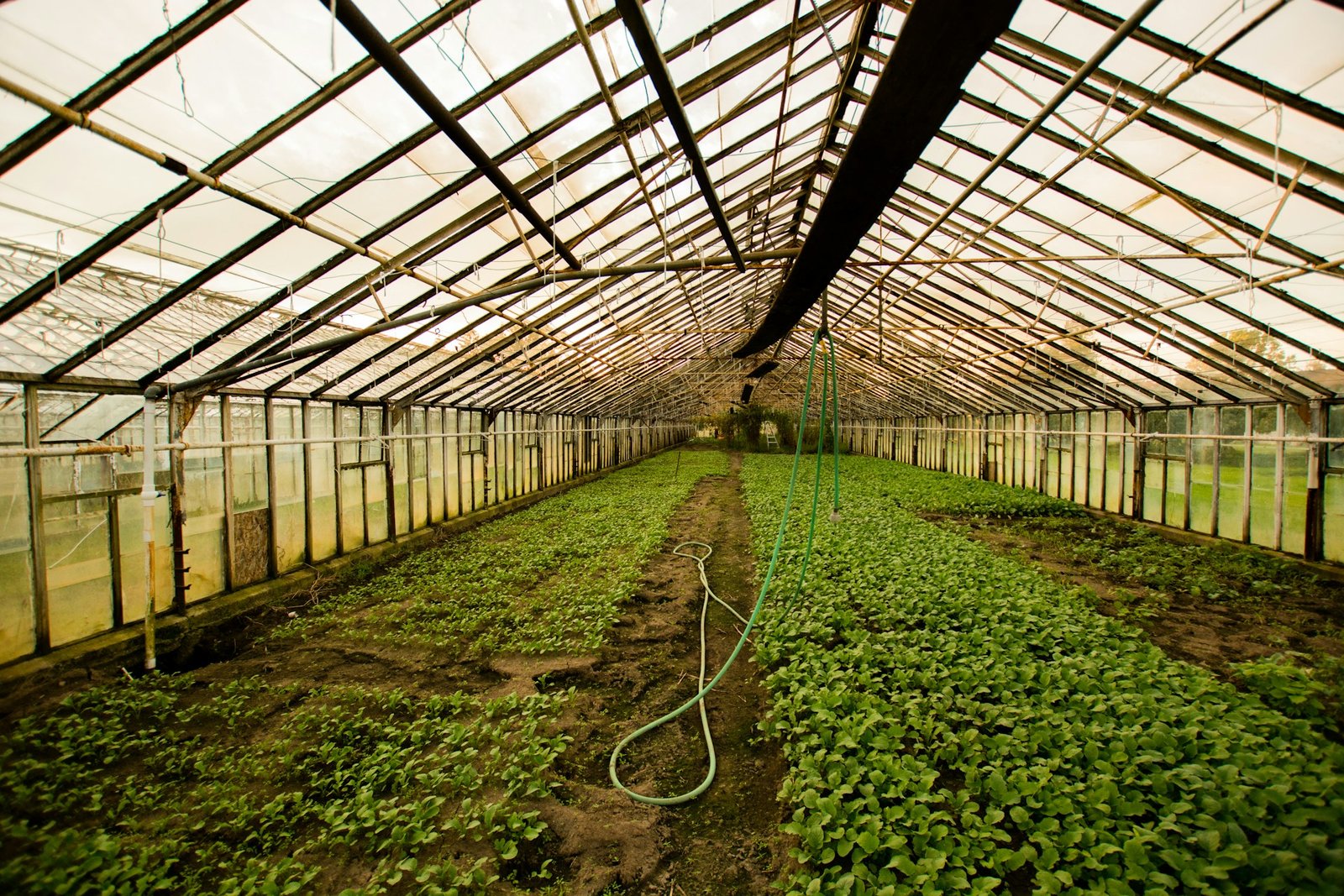 Boost Crop Yield with Agriplast Shade Nets Solutions for Greenhouses and Net Houses