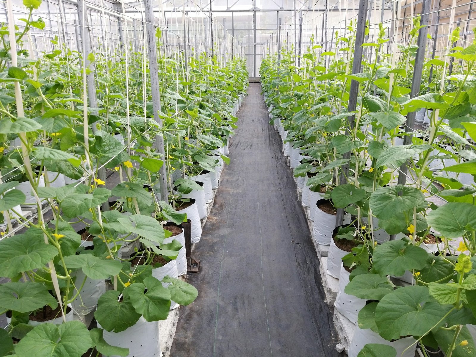 Enhancing Greenhouse Efficiency with Ginegar Greenhouse Film: Advanced Technologies Explained