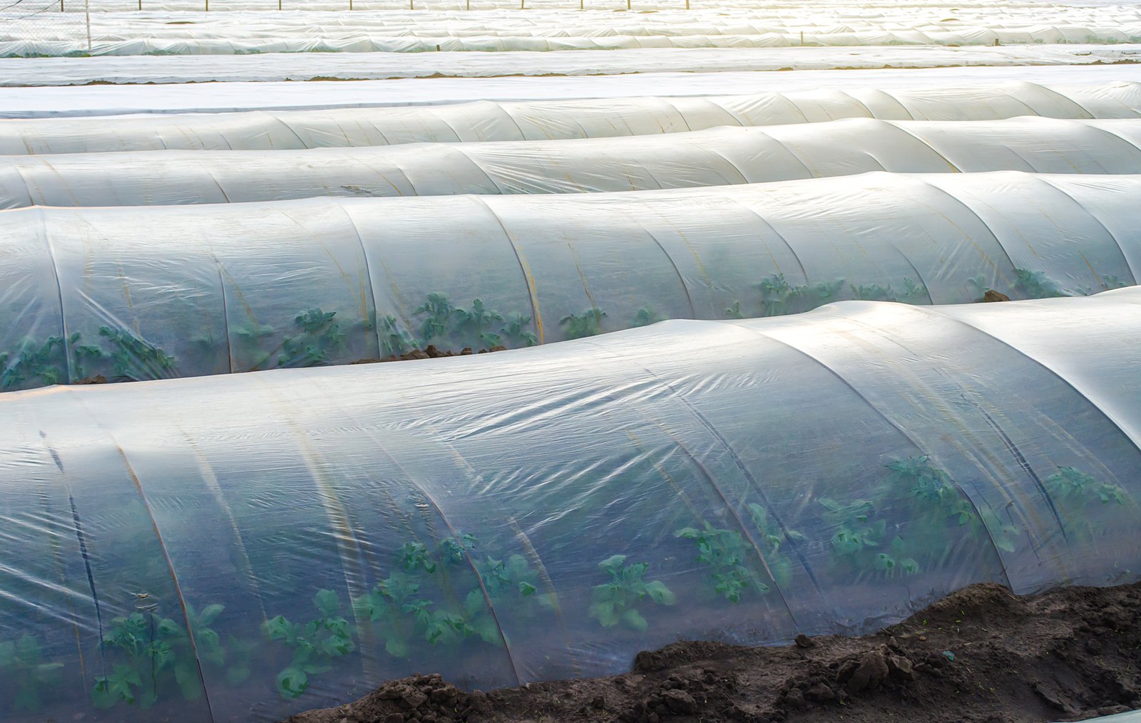 Unearth the Power of Soil Solarisation with Agriplast's Anti-Drip Clear Film