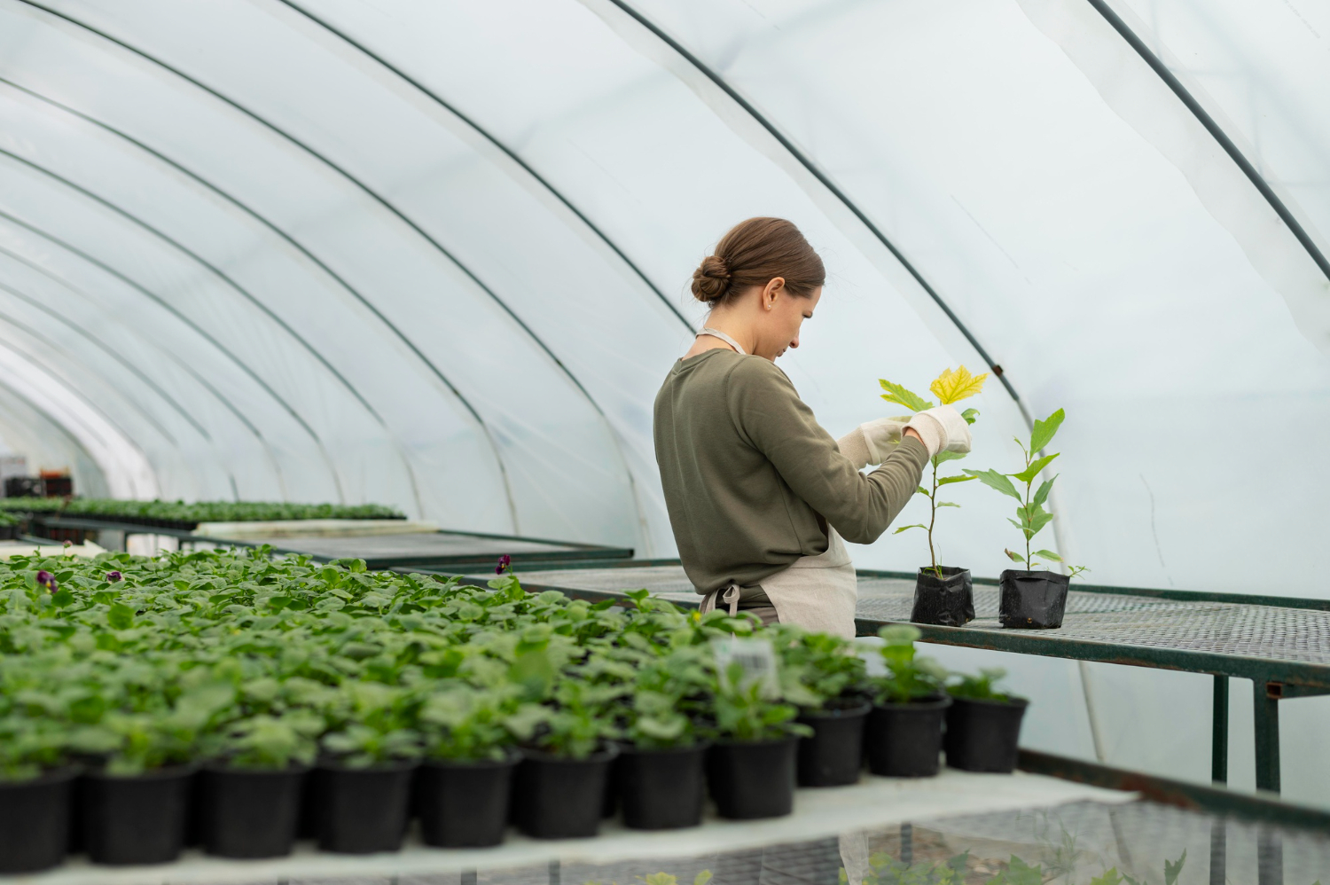 Using Ginegar Greenhouse Film for Year-Round Crop Protection