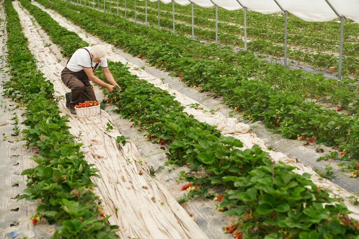 Effective Weed Control with Weed Mats