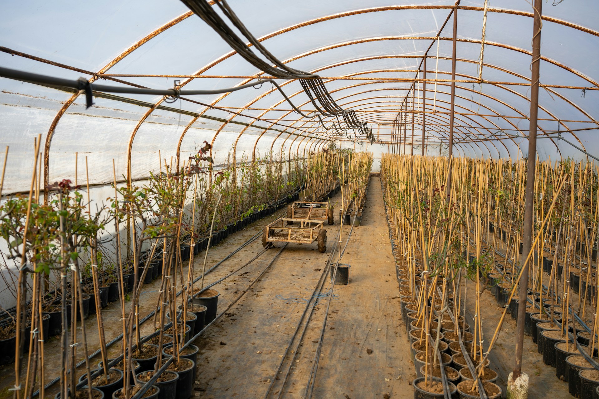 Shade Nets Solutions to Protect Plants from Sun Damage