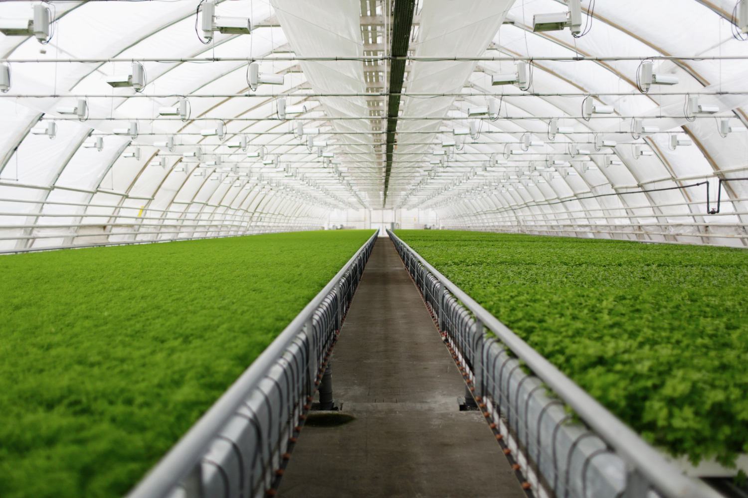 Skirting Film: Keeping Greenhouse Temperature Stable