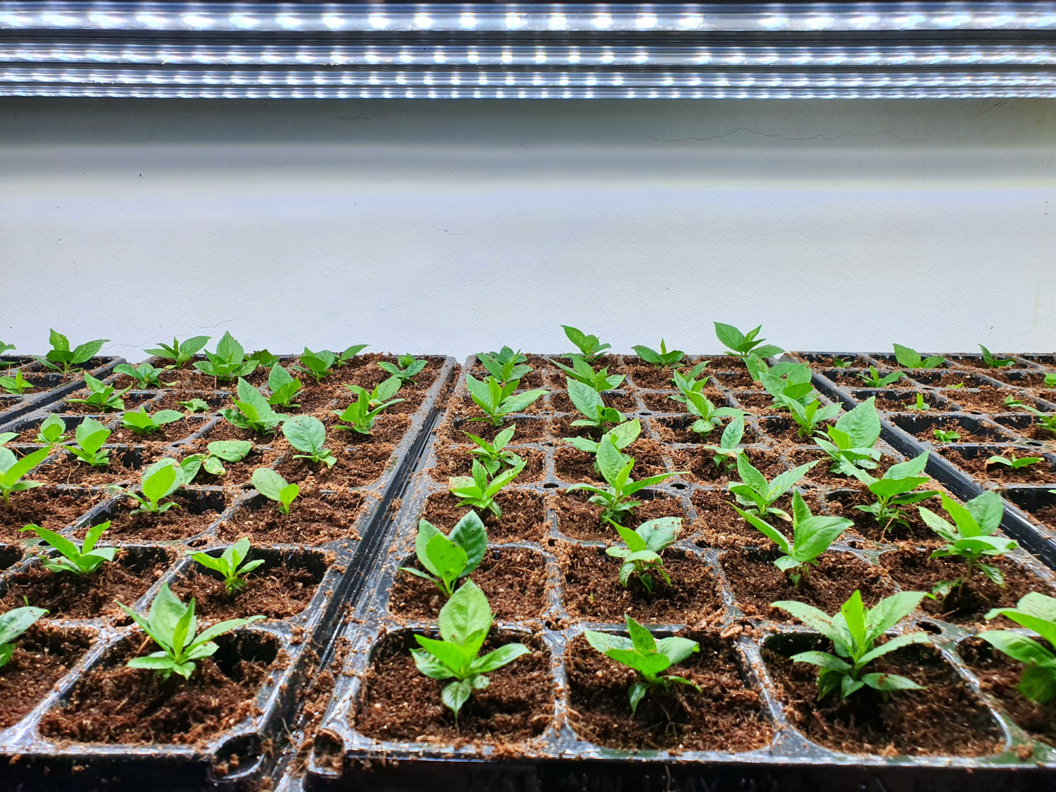 Exploring the Benefits of Soilless Growing Solutions